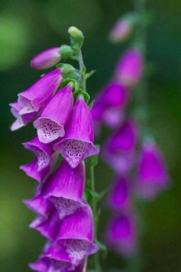 Foxglove House Knights Town Luaran gambar